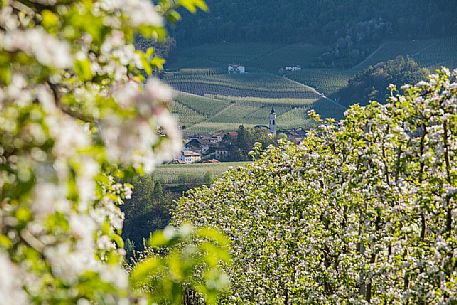 The blooming apple orchards in Di Non Valley, Cles, Trentino Alto Adige, Italy, Europe