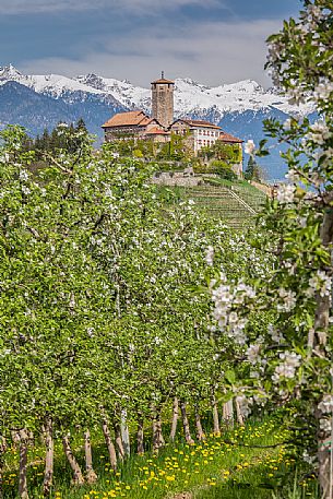 Valèr Castle immerses in the blooming apple orchards in Di Non Valley, Tassullo, Trento, Trentino Alto Adige, Italy, Europe Valèr Castle immerses in the blooming apple orchards in Di Non Valley, Tassullo, Trento, Trentino Alto Adige, Italy, Europe