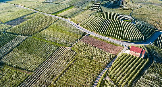 The blooming apple orchards in Val di Non Valley, Cles, Trentino Alto Adige, Italy, Europe The blooming apple orchards in Val di Non Valley, Cles, Trentino Alto Adige, Italy, Europe