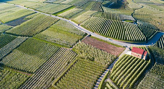 The blooming apple orchards in Val di Non Valley, Cles, Trentino Alto Adige, Italy, Europe