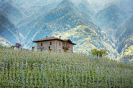 The blooming apple orchards in Val di Non Valley, Cles, Trentino Alto Adige, Italy, Europe