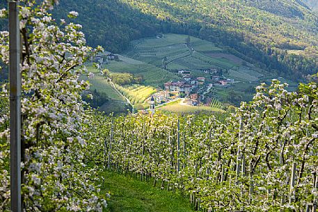 The blooming apple orchards in Val di Non Valley, Cles, Trentino Alto Adige, Italy, Europe