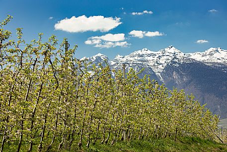 The blooming apple orchards in Val di Non Valley, Cles, Trentino Alto Adige, Italy, Europe The blooming apple orchards in Val di Non Valley, Cles, Trentino Alto Adige, Italy, Europe