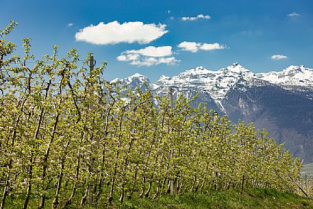 The blooming apple orchards in Val di Non Valley, Cles, Trentino Alto Adige, Italy, Europe