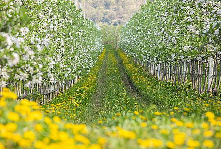 The blooming apple orchards in Val di Non Valley, Cles, Trentino Alto Adige, Italy, Europe