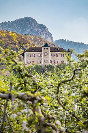 Castel Thun and apple trees in spring Val di Non Valley, Vigo di Ton, Trento, Trentino Alto Adige, Italy, Europe