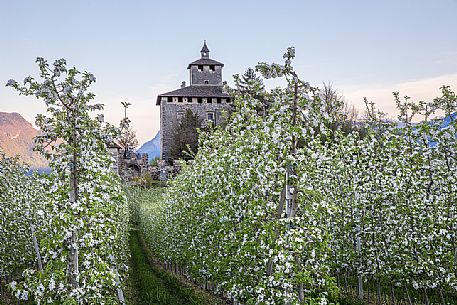 Nanno Castle immerses in the blooming apple orchards in Val di Non Valley, Trento, Trentino Alto Adige, Italy