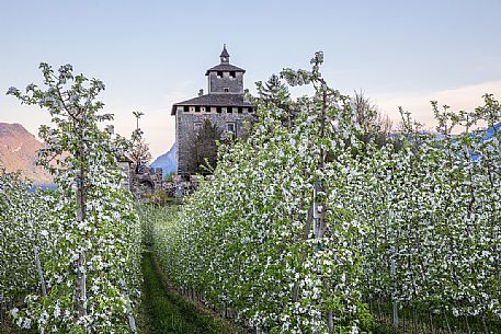 Nanno Castle immerses in the blooming apple orchards in Val di Non Valley, Trento, Trentino Alto Adige, Italy Nanno Castle immerses in the blooming apple orchards in Val di Non Valley, Trento, Trentino Alto Adige, Italy