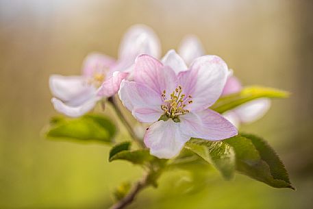 Apple tree blossoms, Val di Non Valley, Trentino Alto Adige, Italy, Europe Apple tree blossoms, Val di Non Valley, Trentino Alto Adige, Italy, Europe