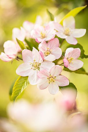 Apple tree blossoms, Val di Non Valley, Trentino Alto Adige, Italy, Europe Apple tree blossoms, Val di Non Valley, Trentino Alto Adige, Italy, Europe