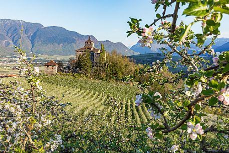 Nanno Castle immerses in the blooming apple orchards in Val di Non Valley, Trento, Trentino Alto Adige, Italy, Europe Nanno Castle immerses in the blooming apple orchards in Val di Non Valley, Trento, Trentino Alto Adige, Italy, Europe