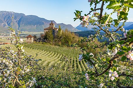 Nanno Castle immerses in the blooming apple orchards in Val di Non Valley, Trento, Trentino Alto Adige, Italy, Europe