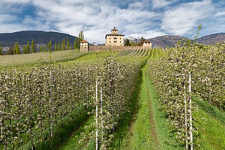 Nanno Castle immerses in the blooming apple orchards in Val di Non Valley, Trento, Trentino Alto Adige, Italy, Europe