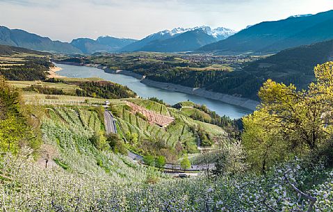 Santa Giustina lake and the blooming apple orchards, Cles, Val di Non valley, Trentino Alto Adige, Italy, Europe