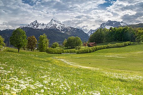 Flowering meadow with view towards Watzmann mountain, Upper Bavaria, Berchtesgaden Land, Bayern, Germany, Europe