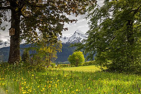 Field of dandelions with view towards Watzmann mountain, Upper Bavaria, Berchtesgaden Land, Bayern, Germany, Europe