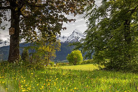 Field of dandelions with view towards Watzmann mountain, Upper Bavaria, Berchtesgaden Land, Bayern, Germany, Europe Field of dandelions with view towards Watzmann mountain, Upper Bavaria, Berchtesgaden Land, Bayern, Germany, Europe