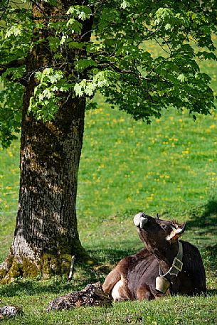 A cow on the meadows in the countryside of Ramsau, Bayern, Germany, Europe