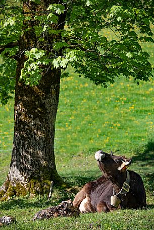 A cow on the meadows in the countryside of Ramsau, Bayern, Germany, Europe A cow on the meadows in the countryside of Ramsau, Bayern, Germany, Europe