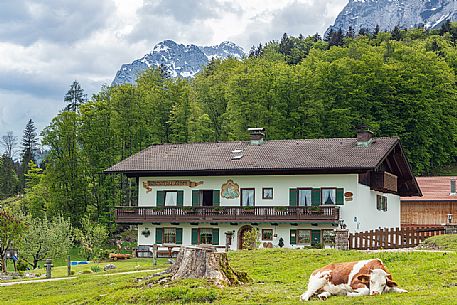 A cow lies down close to a farm in Ramsau, Bayern, Germany, Europe