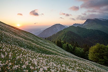 Daffodil flowering on the mount Golica's slopes, Slovenia, Europe Daffodil flowering on the mount Golica's slopes, Slovenia, Europe