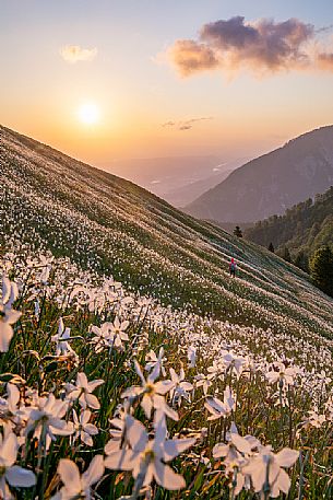 Hiker on the daffodil flowering meadow on the mount Golica's slopes at sunset, Slovenia, Europe Hiker on the daffodil flowering meadow on the mount Golica's slopes at sunset, Slovenia, Europe