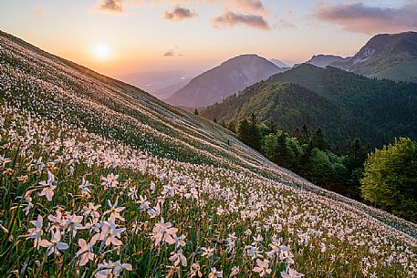 Daffodil flowering on the mount Golica's slopes, Slovenia, Europe Daffodil flowering on the mount Golica's slopes, Slovenia, Europe