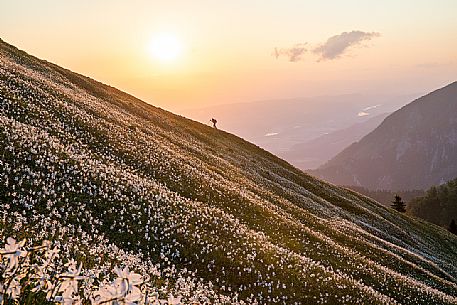 Hiker on the daffodil flowering meadow on the mount Golica's slopes at sunset, Slovenia, Europe