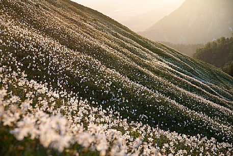 Daffodil flowering on the mount Golica's slopes, Slovenia, Europe Daffodil flowering on the mount Golica's slopes, Slovenia, Europe