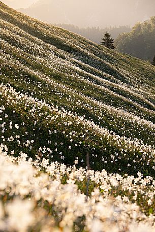 Daffodil flowering on the mount Golica's slopes, Slovenia, Europe Daffodil flowering on the mount Golica's slopes, Slovenia, Europe