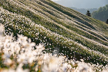 Daffodil flowering on the mount Golica's slopes, Slovenia, Europe Daffodil flowering on the mount Golica's slopes, Slovenia, Europe