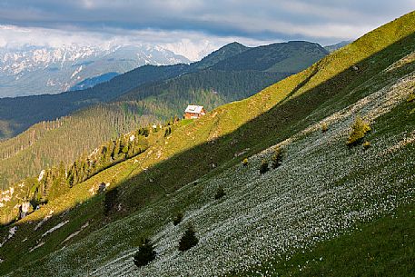 Daffodil flowering on the mount Golica's slopes, with the refuge Pod Golica on background, Slovenia,  Europe