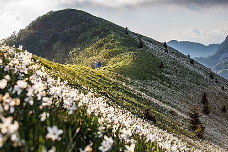 Trekkers are immersed in the Daffodil fields on the mount Golica's slopes, Slovenia, Europe