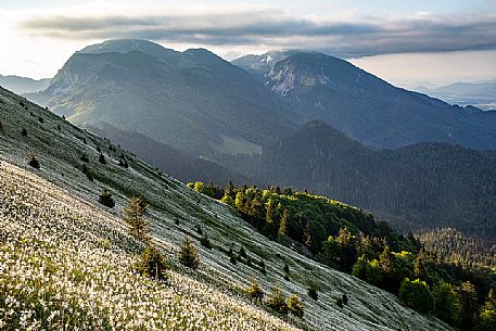 Daffodil flowering on the mount Golica's slopes, Slovenia, Europe Daffodil flowering on the mount Golica's slopes, Slovenia, Europe