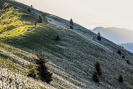 Trekker are immersed in the Daffodil fields on the mount Golica's slopes, Slovenia, Europe Trekker are immersed in the Daffodil fields on the mount Golica's slopes, Slovenia, Europe