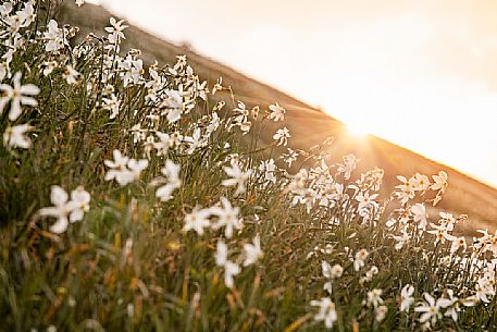 Daffodil flowering on the mount Golica's slopes, Slovenia, Europe Daffodil flowering on the mount Golica's slopes, Slovenia, Europe