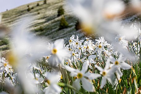 Daffodil flowering on the mount Golica's slopes, Slovenia, Europe Daffodil flowering on the mount Golica's slopes, Slovenia, Europe