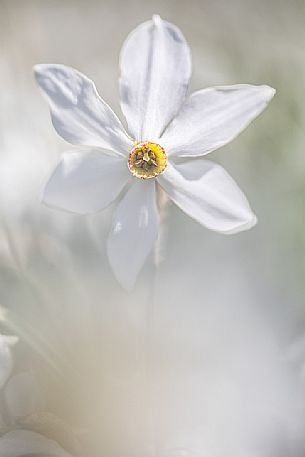 Close up of daffodil flowering on the mount Golica's slopes, Slovenia, Europe Close up of daffodil flowering on the mount Golica's slopes, Slovenia, Europe