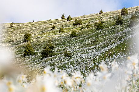 Daffodil flowering on the mount Golica's slopes, Slovenia, Europe Daffodil flowering on the mount Golica's slopes, Slovenia, Europe