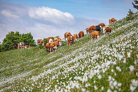 Grazing cows on the daffodil meadows on the mount Golica's slopes, Slovenia, Europe Grazing cows on the daffodil meadows on the mount Golica's slopes, Slovenia, Europe