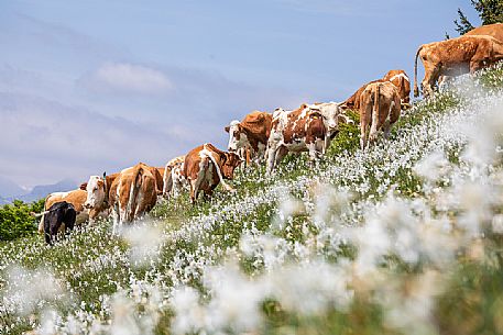 Grazing cows on the daffodil meadows on the mount Golica's slopes, Slovenia, Europe Grazing cows on the daffodil meadows on the mount Golica's slopes, Slovenia, Europe