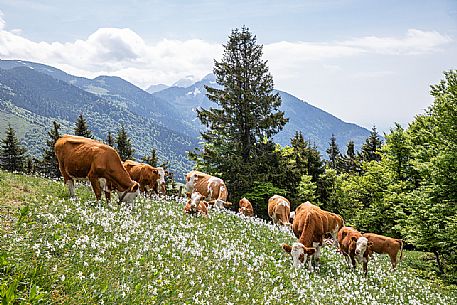 Grazing cows on the daffodil meadows on the mount Golica's slopes, Slovenia, Europe Grazing cows on the daffodil meadows on the mount Golica's slopes, Slovenia, Europe
