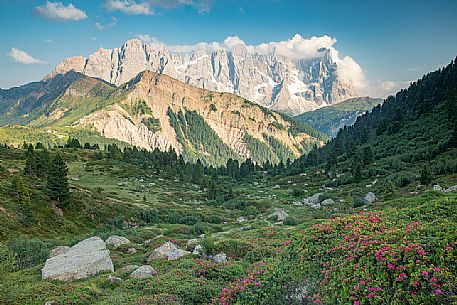 Rhododendron flowering with the Pale di San Martino mountain group, San Martino di Castrozza, dolomites, Trentino Alto Adige, Italy Rhododendron flowering with the Pale di San Martino mountain group, San Martino di Castrozza, dolomites, Trentino Alto Adige, Italy