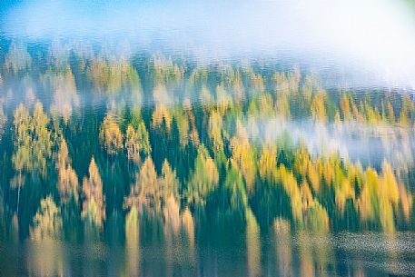 Reflection of golden larches on Braies lake, dolomites, Pusteria valley, Trentino Alto Adige, South Tyrol, Italy, Europe