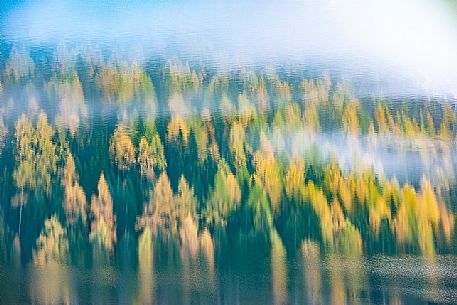 Reflection of golden larches on Braies lake, dolomites, Pusteria valley, Trentino Alto Adige, South Tyrol, Italy, Europe Reflection of golden larches on Braies lake, dolomites, Pusteria valley, Trentino Alto Adige, South Tyrol, Italy, Europe