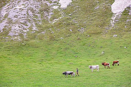 Boy with his cows, dolomites, Pusteria valley, Trentino Alto Adige, South Tyrol, Italy, Europe Boy with his cows, dolomites, Pusteria valley, Trentino Alto Adige, South Tyrol, Italy, Europe
