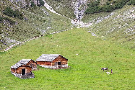 Shepherd brings the cows back to the Colli Alti hut, view from above, dolomites, Pusteria valley, Trentino Alto Adige, South Tyrol, Italy, Europe Shepherd brings the cows back to the Colli Alti hut, view from above, dolomites, Pusteria valley, Trentino Alto Adige, South Tyrol, Italy, Europe