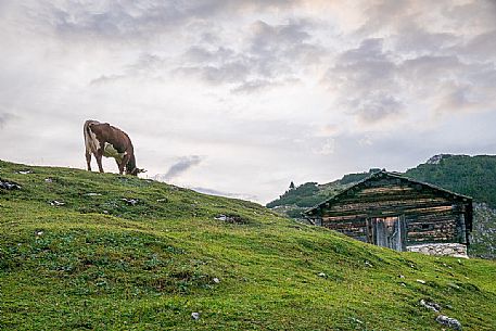 A cow grazes near the Colli Alti Hut, Pusteria Valley, dolomites, Trentino Alto Adige, Italy, Europe A cow grazes near the Colli Alti Hut, Pusteria Valley, dolomites, Trentino Alto Adige, Italy, Europe