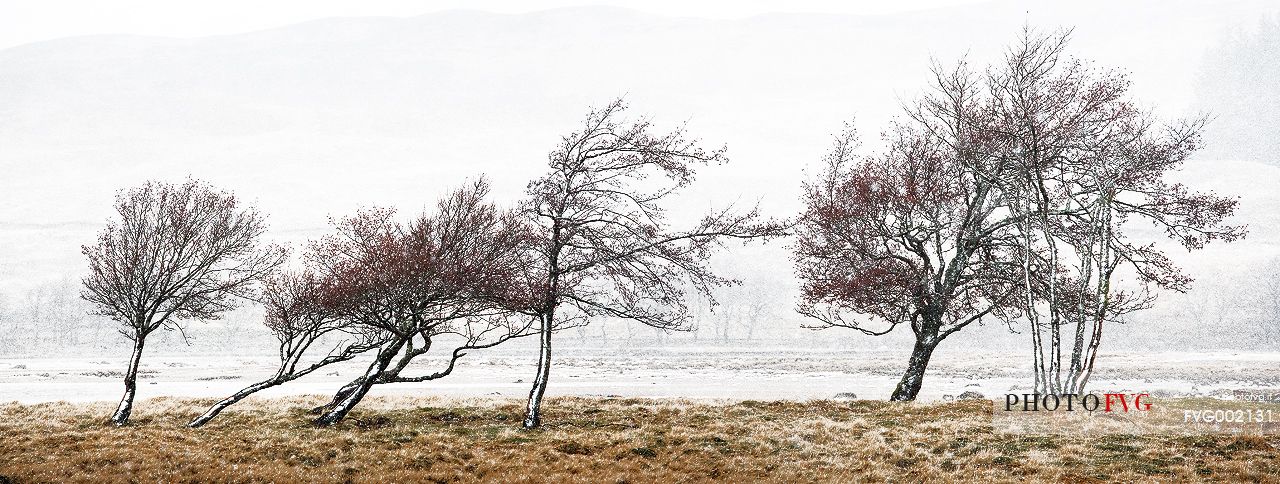 A panoramic pictures of snowy trees