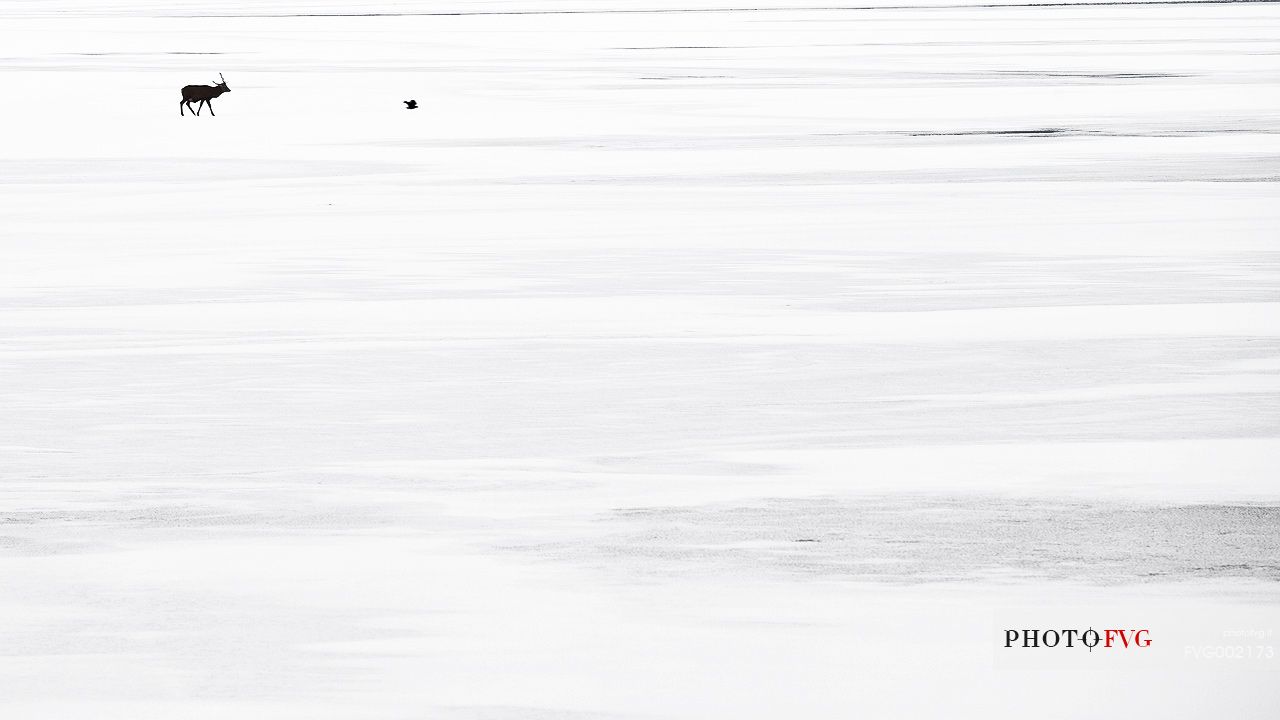 Red deer in a frozen lake